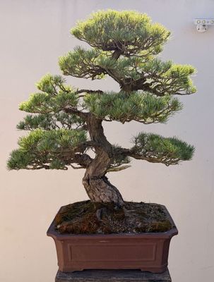 Bonsai Pinus pentathylla