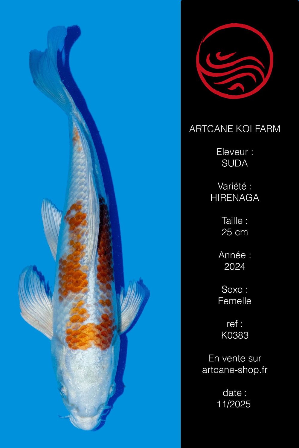 Kujaku koi voile 25 cm