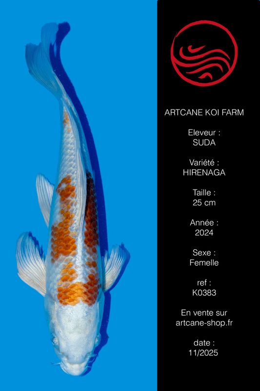 Kujaku koi voile 25 cm