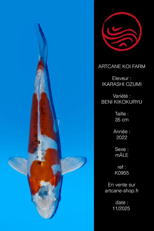 Beni kikokuryu 35 cm