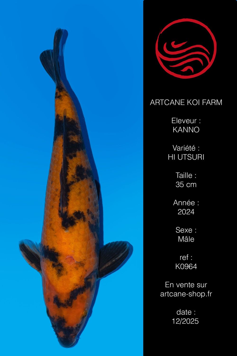 Hi Utsuri 38 cm Hi Utsuri 38 cm