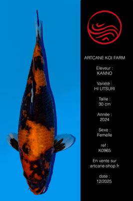 Hi Utsuri 30 cm Hi Utsuri 30 cm