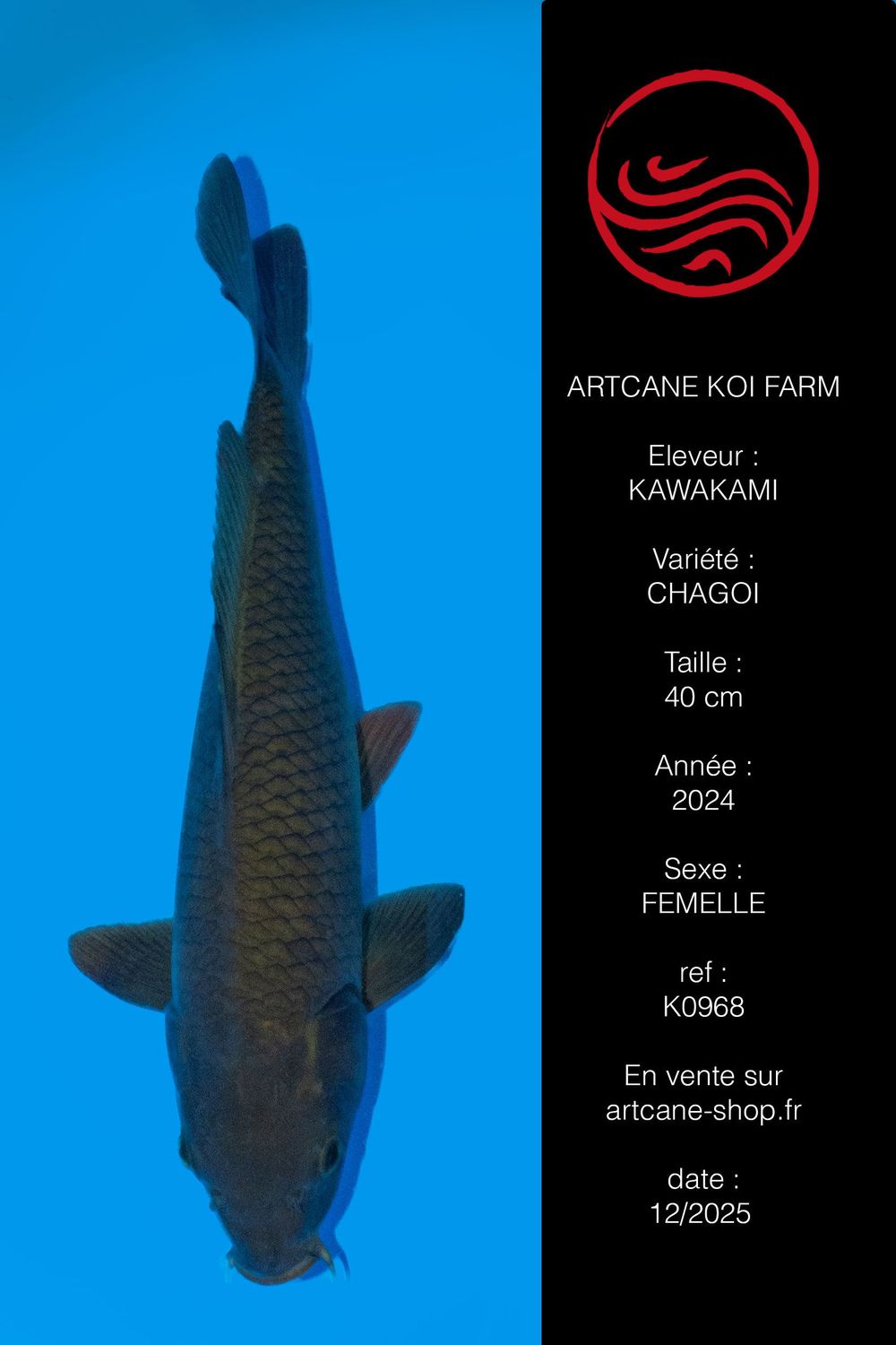 Chagoi 40 cm Chagoi 40 cm