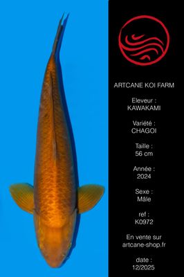Chagoi 56 cm