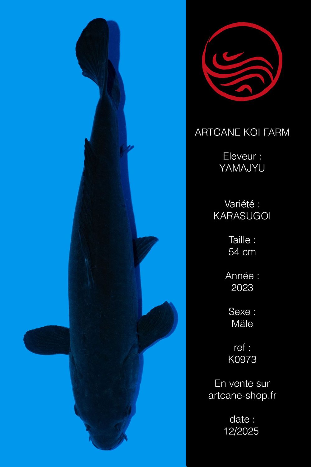 Karasugoi 54 cm Karasugoi 54 cm