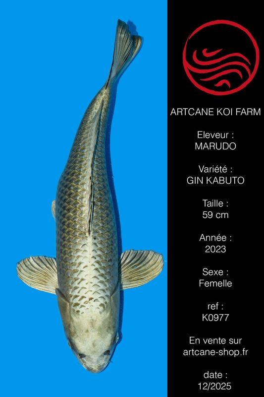 Gin Kabuto  59 cm