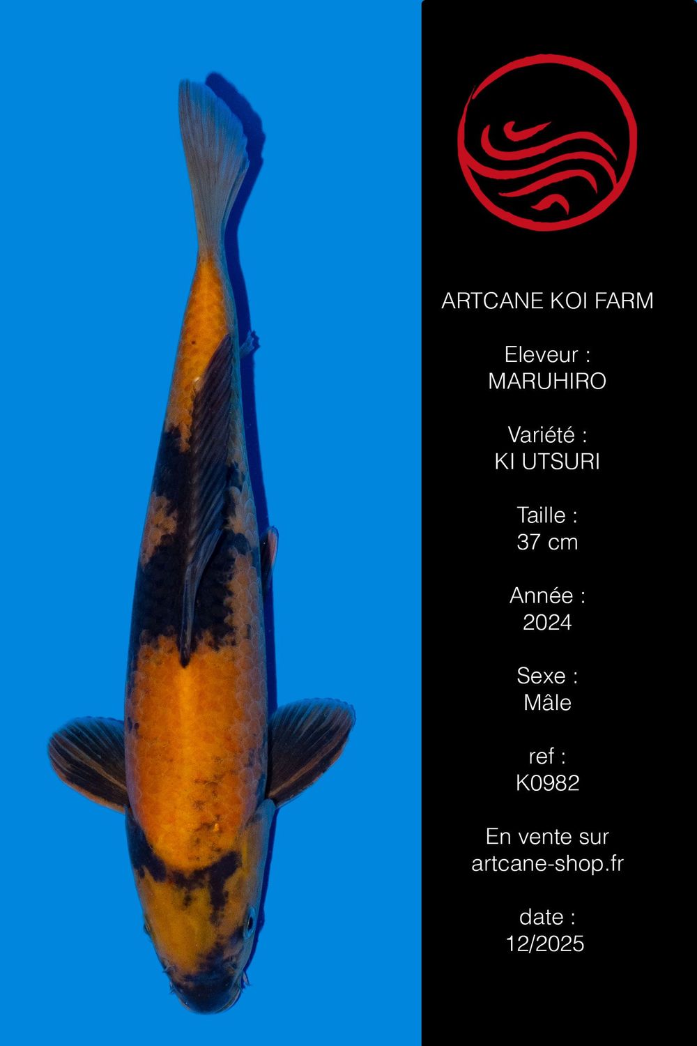 Ki Utsuri 37cm Ki Utsuri 37cm