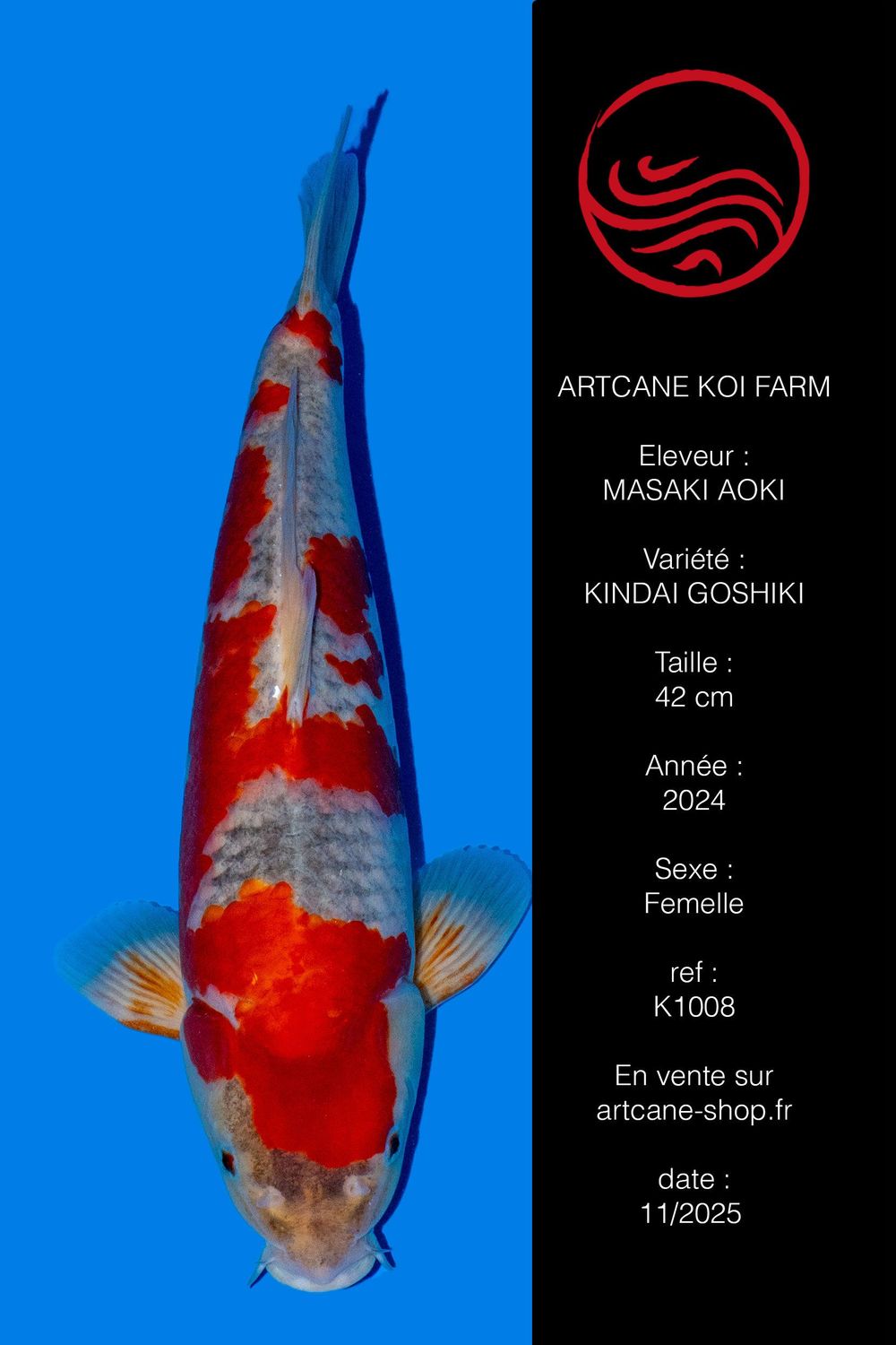 VENDU Kindai Goshiki 42 cm