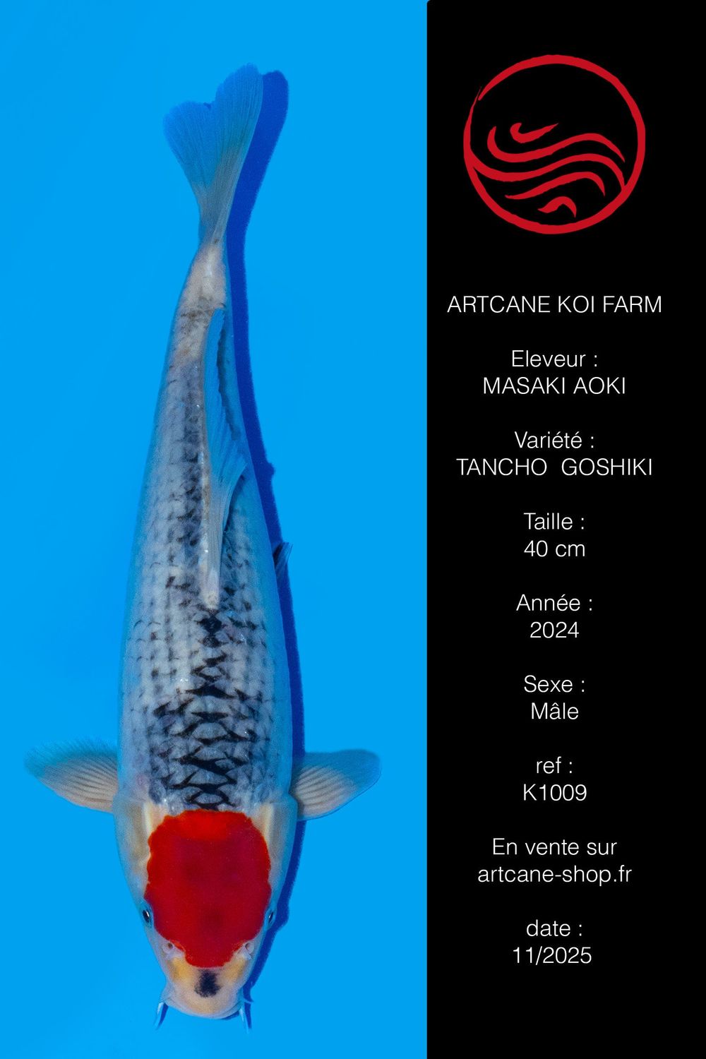 Tancho Goshiki 40 cm