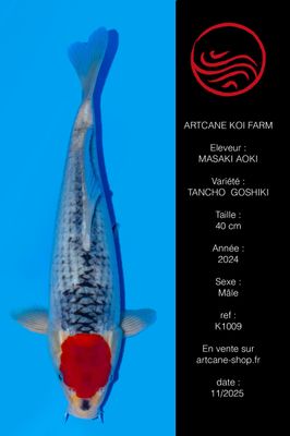 Tancho Goshiki 40 cm Tancho Goshiki 40 cm