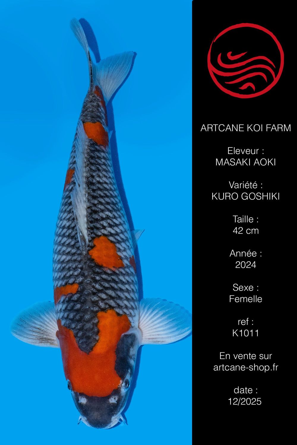 VENDU Kindai Goshiki 42 cm