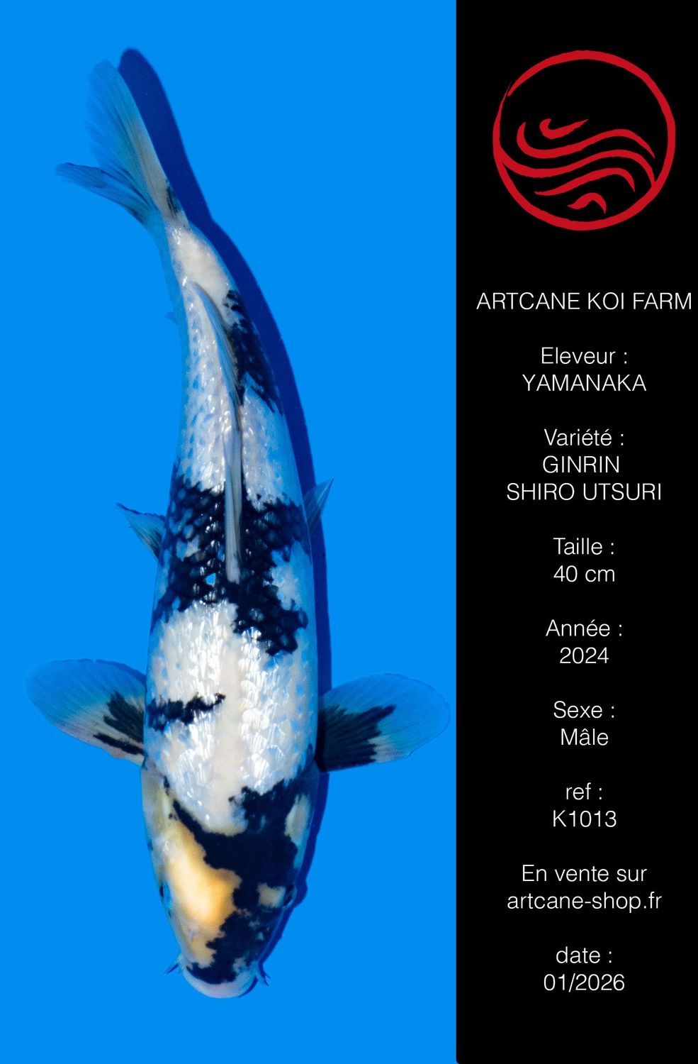 Ginrin Shiro Utsuri 40 cm