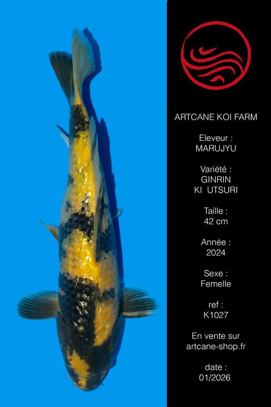 Ginrin Ki Utsuri  VHQ 42 cm