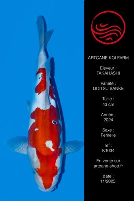 Doitsu  Sanke 43 cm