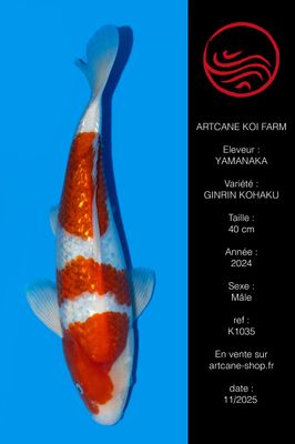 Ginrin Kohaku 40 cm Ginrin Kohaku 40 cm
