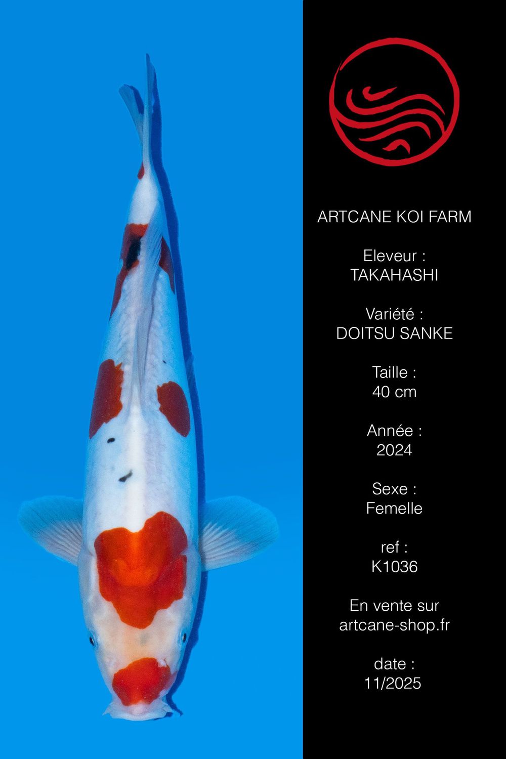 Doitsu Sanke 43 cm Doitsu Sanke 43 cm