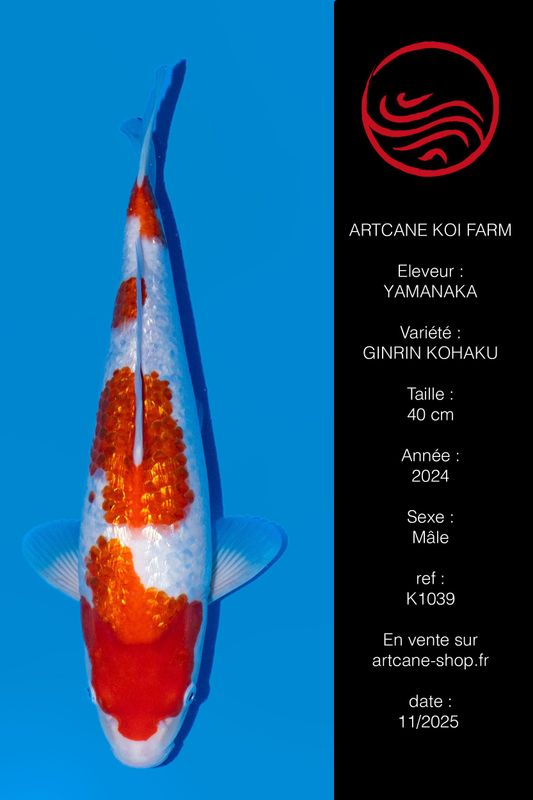 Ginrin Kohaku 40 cm