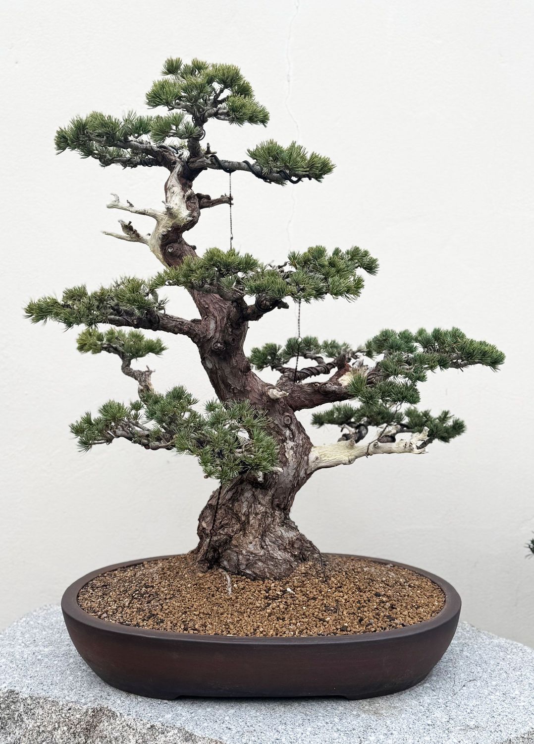 Bonsai Pinus pentathylla Bonsai Pinus pentathylla