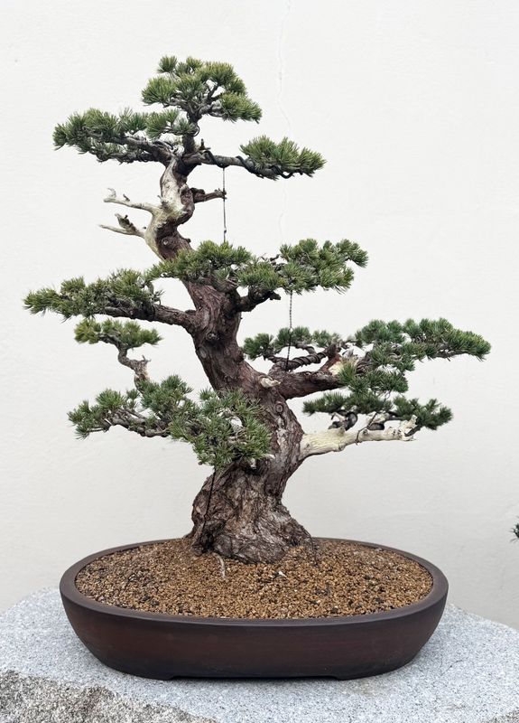 Bonsai Pinus pentathylla