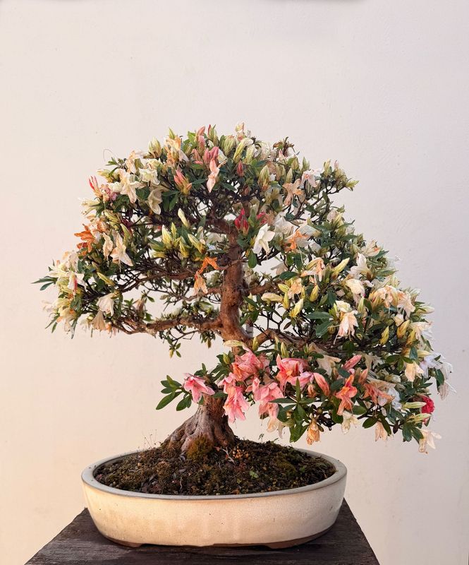 Bonsai Azalée rose et blanc