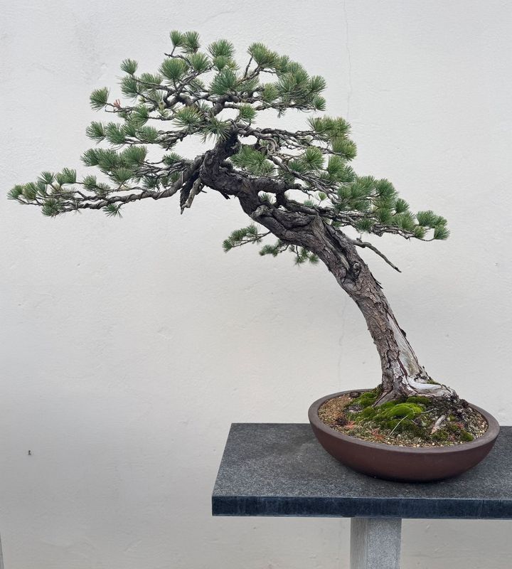 Bonsai Pinus pentathylla