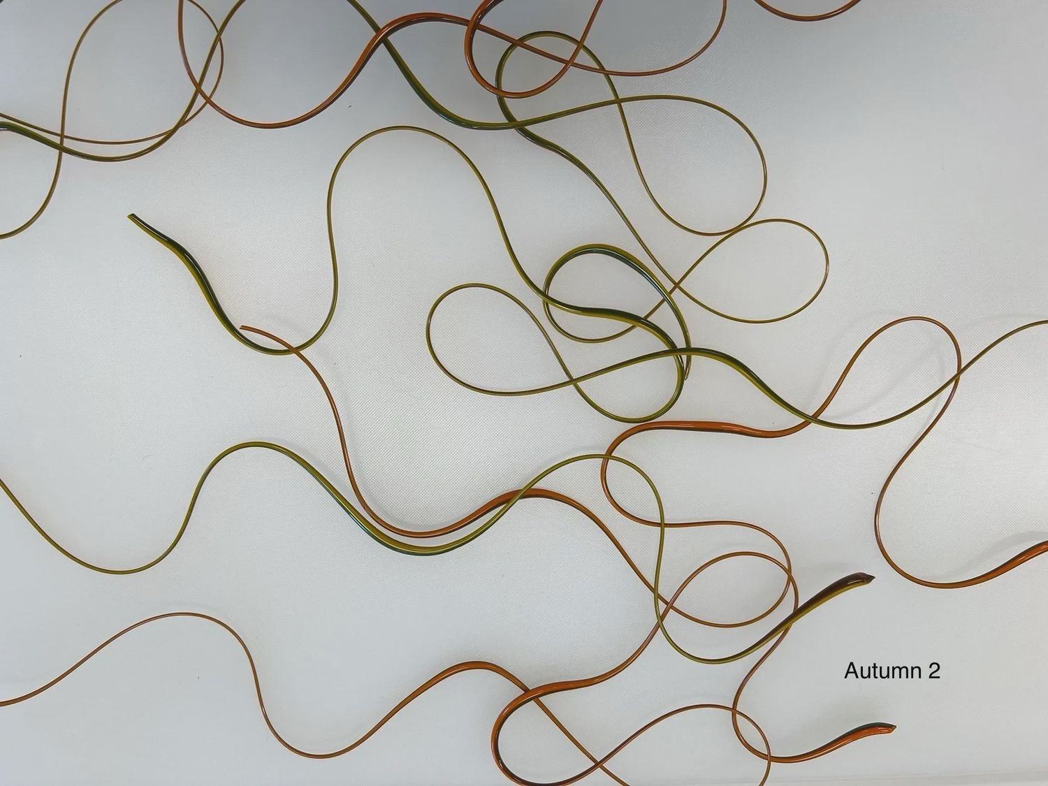 BE9016 Autumn 2 Vitrigraph Stringer