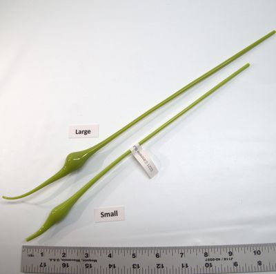 BE0221 Citronelle Bulbs