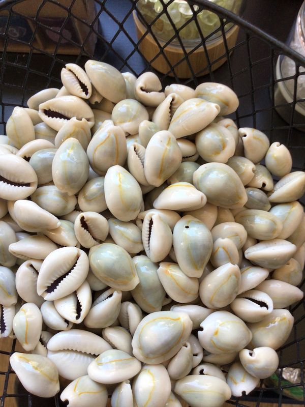 Kenyan Cowrie Shell UnCut