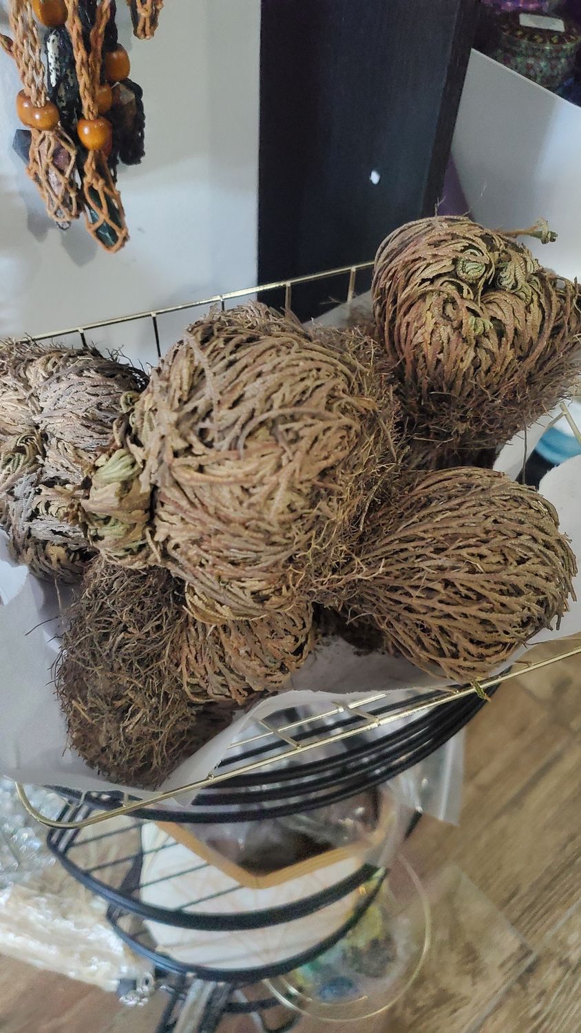 Rose of Jericho -Small/Med