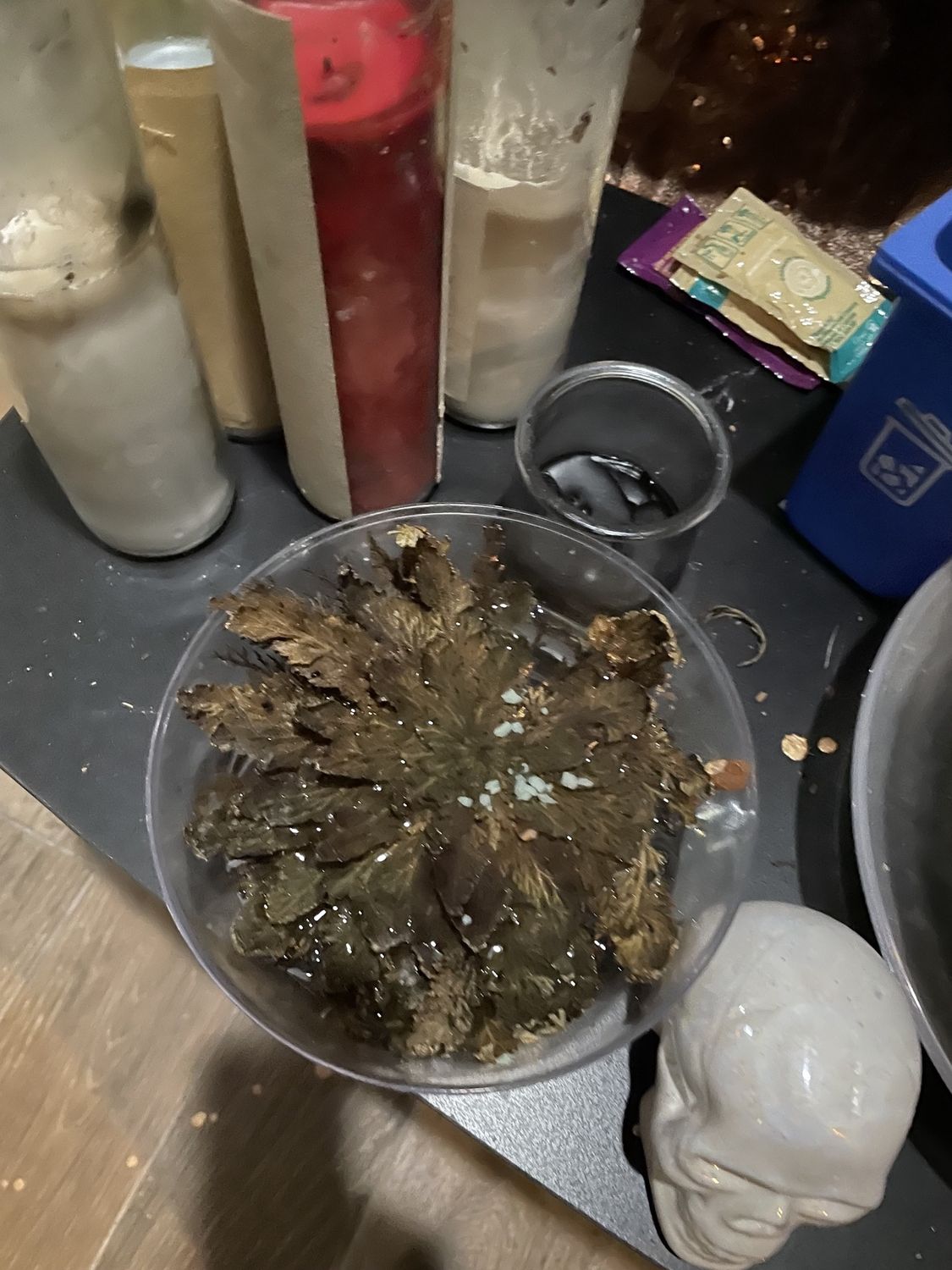 Rose of Jericho Large