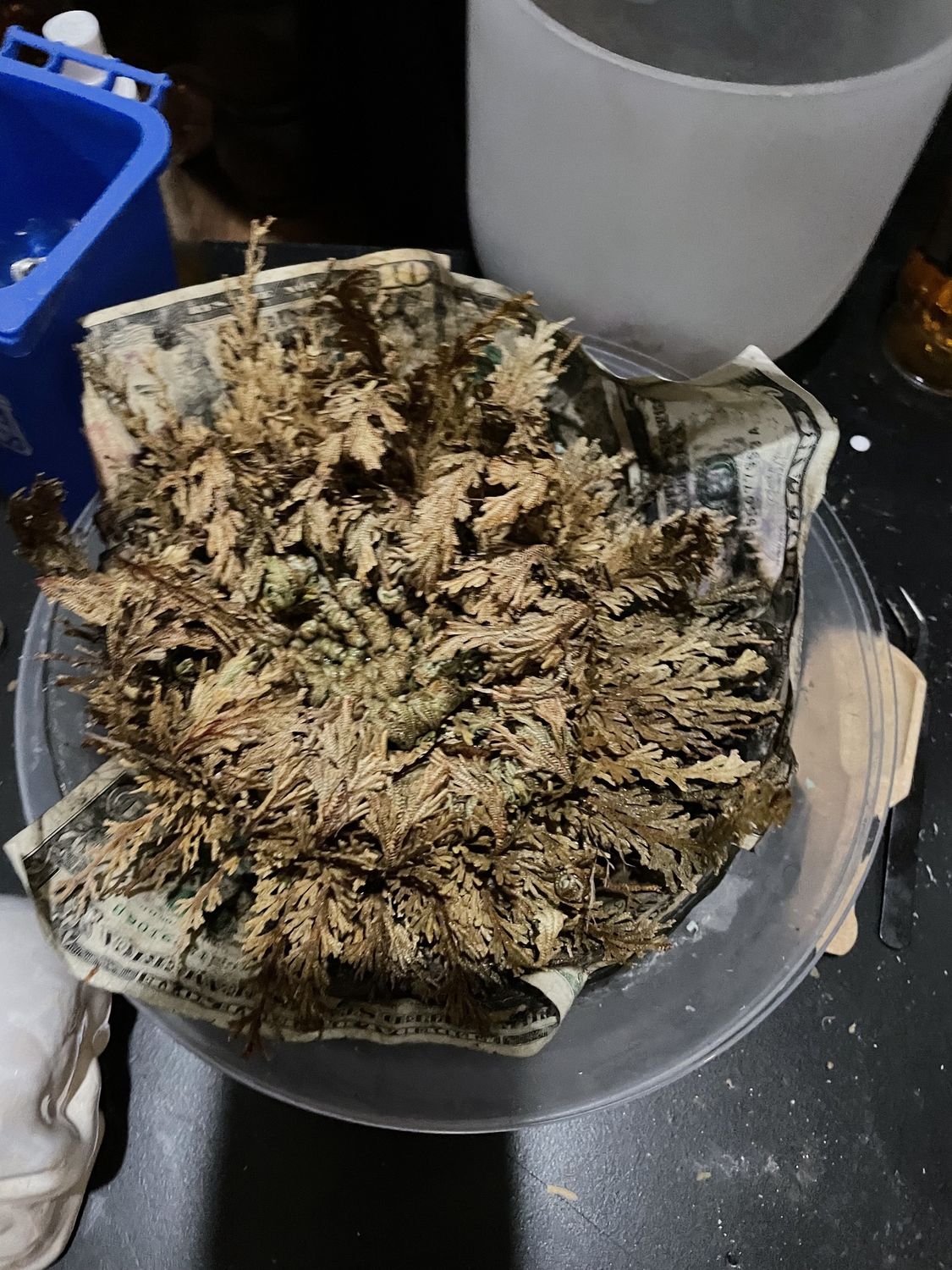 Rose of Jericho Large