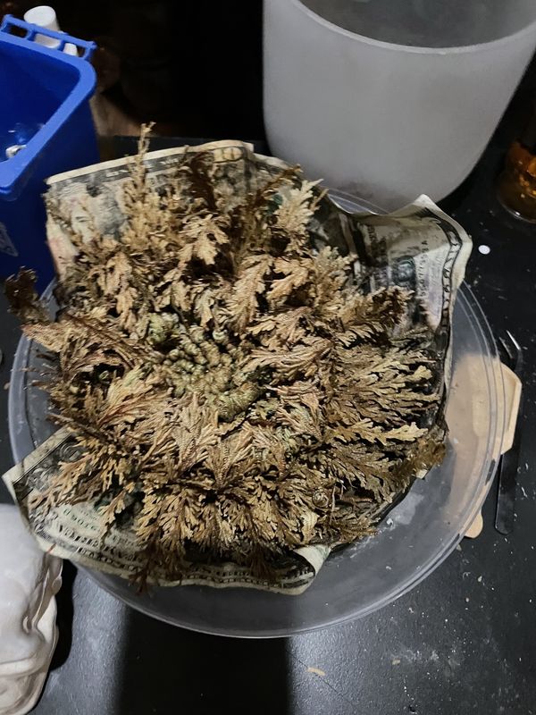 Rose of Jericho Large