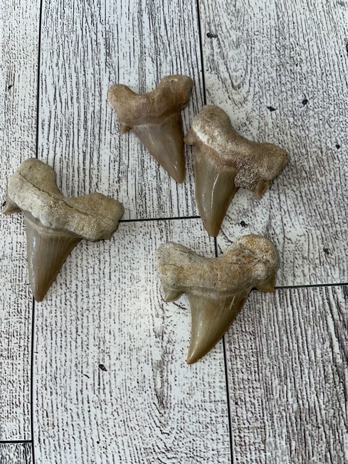 Shark Teeth