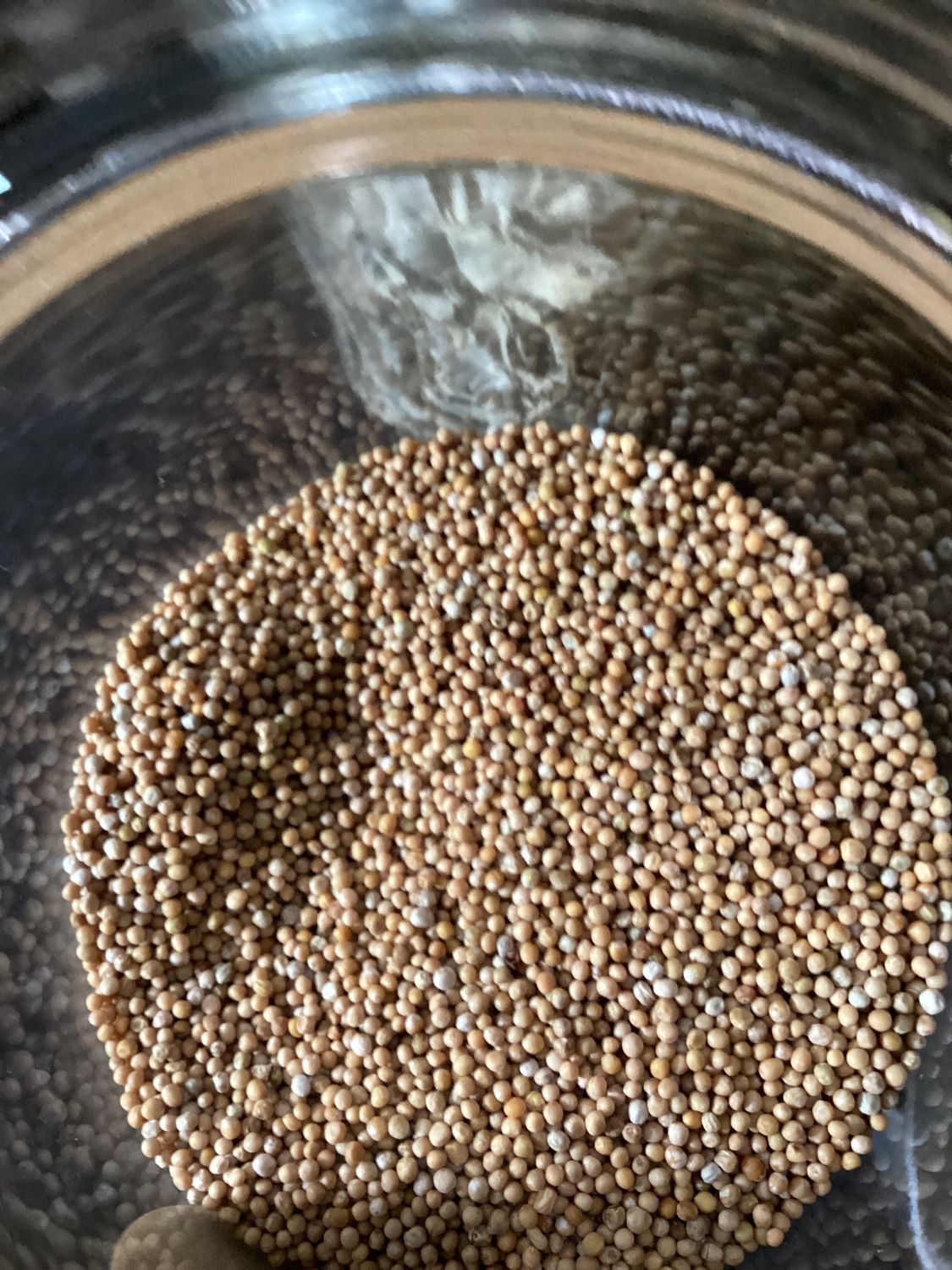 Mustard Seed (Yellow) 