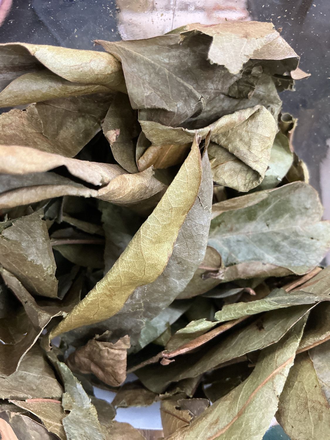 Soursop Leaf