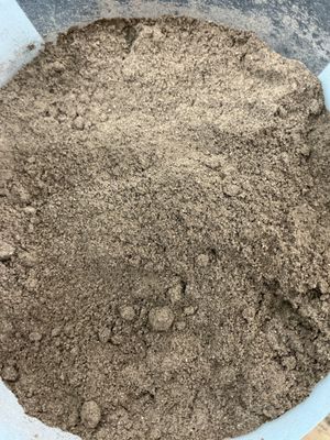 Noni Fruit Powder