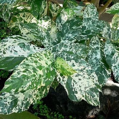 Plants