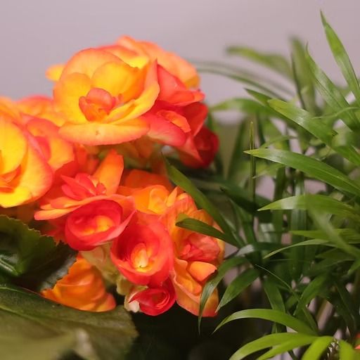 Medium Dish Garden