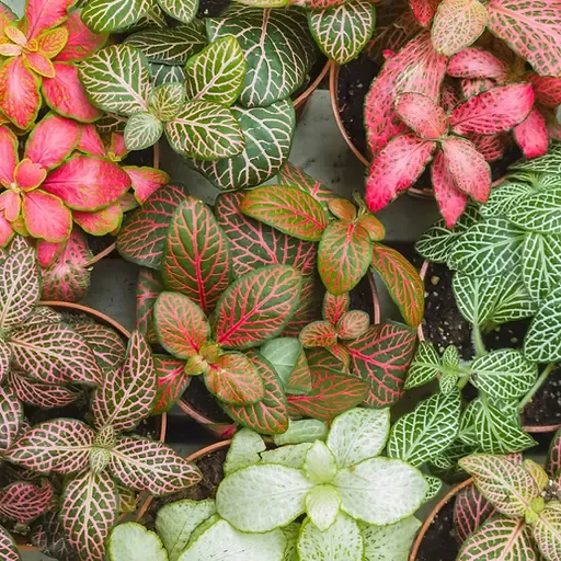 Fittonia 3.5"