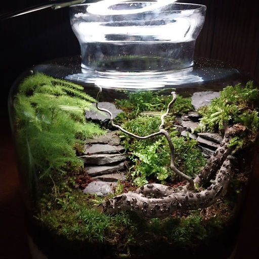 Large Terrarium