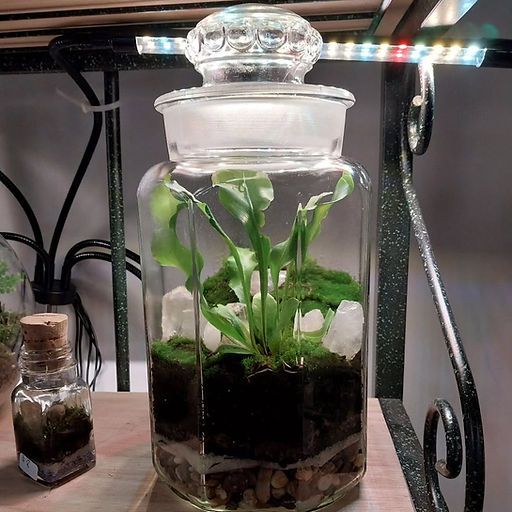 Basic Terrarium with Crystals