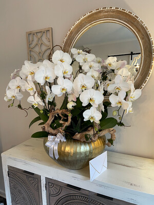 Luxury Orchid Collection