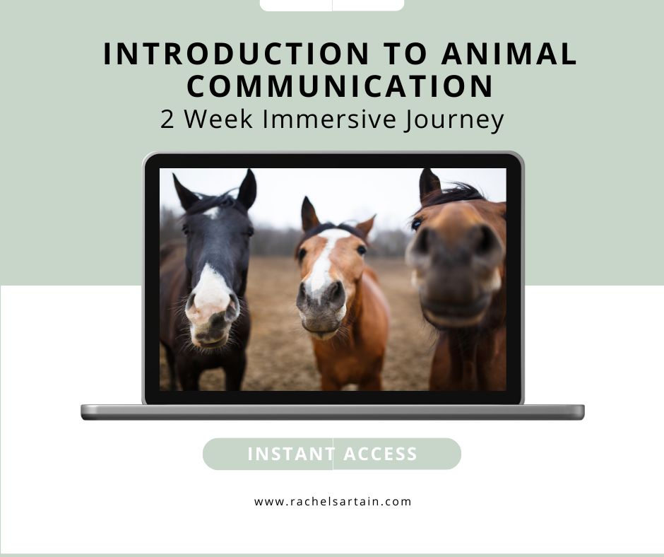 Introduction to Animal Communication- Learn Animal Communication in 2 Weeks — with guidance, practice, and a supportive community.