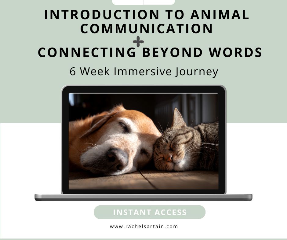 Introduction to Animal Communication + Connecting Beyond Words - Go Deeper  — Learn to truly connect with animals- Over 6 Weeks