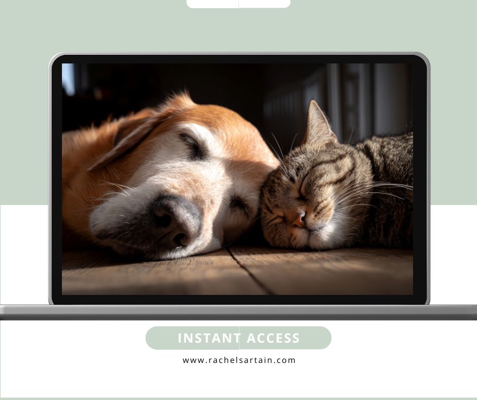 Introduction to Animal Communication + Connecting Beyond Words - Go Deeper — Learn to truly connect with animals- Over 6 Weeks Introduction to Animal Communication + Connecting Beyond Words - Go Deeper — Learn to truly connect with animals- Over 6 Weeks