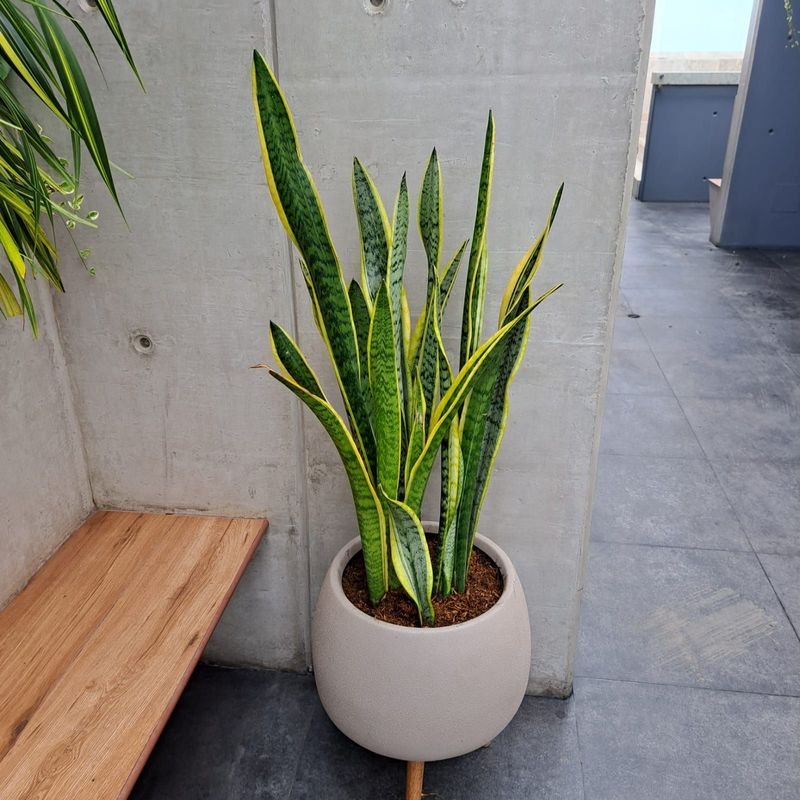 Sansevieria (lengua de suegra)