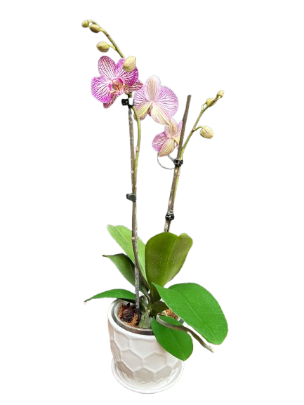 Orquidea