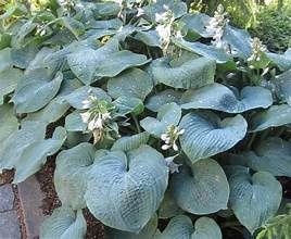 Hosta &#39;Elegans&#39;