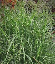 Maiden Grass &#39;Tiger Tail&#39;