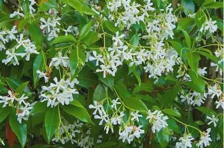 Confederate Jasmine